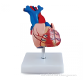 https://www.bossgoo.com/product-detail/life-size-human-heart-anatomy-model-63021370.html